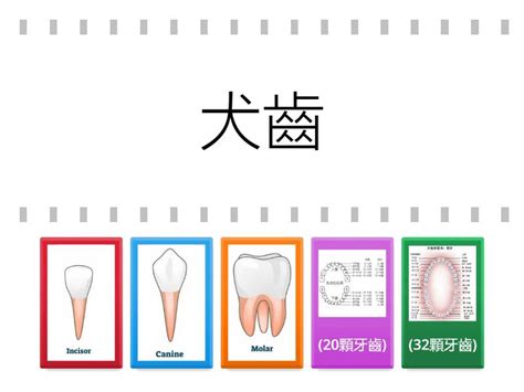 牙齒總數|認識牙齒